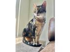 Adopt Bentley a Tiger Striped Bengal / Mixed (short coat) cat in Charlotte