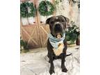 Adopt Beau a Brown/Chocolate - with White Pit Bull Terrier / Mixed dog in