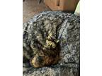 Adopt Beatrice a Tortoiseshell Domestic Shorthair / Mixed (short coat) cat in