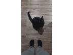 Adopt Asher a Black (Mostly) Domestic Shorthair / Mixed (short coat) cat in