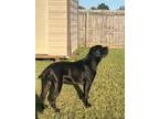 Adopt Akilles a Black Cane Corso / Mixed dog in Montgomery, AL (41563119)