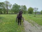 3 year old percheron gelding rides and drives single or double home raised 17