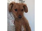 Adopt Megelli a Dachshund / Spaniel (Unknown Type) / Mixed dog in San Diego