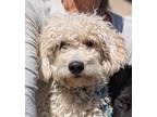 Adopt Solex a Poodle (Standard) / Bichon Frise / Mixed dog in San Diego