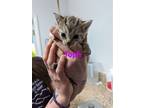 Adopt Toph a Brown Tabby Domestic Shorthair / Mixed (short coat) cat in
