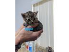 Adopt Appa a Brown Tabby Domestic Shorthair / Mixed (short coat) cat in