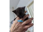 Adopt Saka a Black (Mostly) Domestic Shorthair / Mixed (short coat) cat in