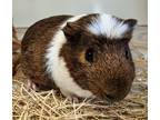 Adopt Cinnamon a Guinea Pig small animal in El Cajon, CA (41561571)