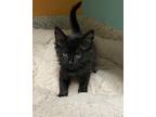 Adopt Zeke a Domestic Longhair / Mixed cat in Fresno, CA (41561476)