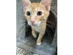 Adopt Toby a Domestic Shorthair / Mixed cat in Fresno, CA (41561475)