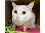 Adopt George (mcas) a Domestic Shorthair / Mixed (short coat) cat in Troutdale