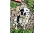 Adopt Daisy a Black - with White Collie / Mixed dog in Marshall, AR (41563077)
