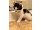 Adopt Kevin - Army litter a Domestic Shorthair cat in Anthem, AZ (41563061)