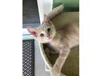 Adopt Starbursts a Domestic Shorthair / Mixed (short coat) cat in Ocala
