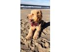 Adopt William a Golden Retriever / Mixed dog in Battle Ground, WA (41563084)