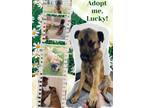 Adopt Lucky a Black Shepherd (Unknown Type) / Black Mouth Cur / Mixed dog in