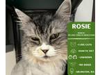 Adopt Rosie a Gray, Blue or Silver Tabby Domestic Longhair cat in Arlington