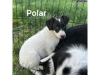 Adopt Polar a White - with Black Border Collie / Mixed Breed (Medium) / Mixed