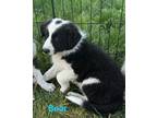 Adopt Bear a Black - with White Border Collie / Mixed Breed (Medium) / Mixed dog