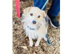 Adopt Libby a Black - with Tan, Yellow or Fawn Terrier (Unknown Type