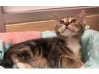 Adopt Solo a Brown Tabby Domestic Shorthair (short coat) cat in Parlier