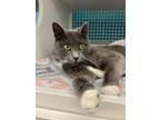 Adopt Ashe a Gray or Blue (Mostly) Domestic Shorthair / Mixed (short coat) cat