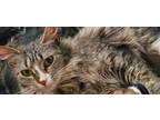 Adopt Ashes a Gray or Blue Domestic Longhair / Mixed (long coat) cat in