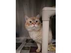 Adopt Kilo a Domestic Shorthair / Mixed (short coat) cat in Logan, UT (41563070)