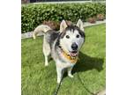 Adopt Apollo a Gray/Silver/Salt & Pepper - with Black Husky / Mixed dog in