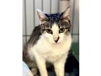 Adopt 3/27/24 - Momma Galinda a Domestic Shorthair / Mixed (short coat) cat in