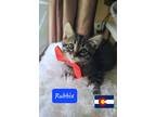Adopt Rubbix a Domestic Shorthair / Mixed (short coat) cat in Aurora