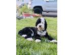 Adopt Sunny a Black - with White Sheepadoodle / Mixed dog in Reno, NV (41563006)