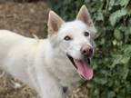 Adopt Ghost a White Alaskan Malamute / Mixed dog in Lynnwood, WA (41563005)