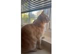 Adopt Simba a Orange or Red Tabby Tabby / Mixed (medium coat) cat in Palo Alto