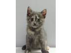 Adopt Kiki a Tortoiseshell Domestic Shorthair cat in Lakewood, CO (41563001)