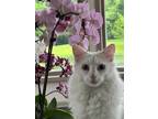 Adopt Benito a White (Mostly) Domestic Mediumhair cat in Joliet, IL (41562608)
