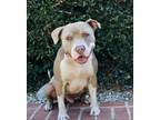 Adopt Goliath a Tan/Yellow/Fawn - with White Pitsky / Mixed dog in Simi Valley