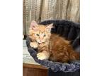 Adopt Russelll a Orange or Red (Mostly) Maine Coon / Mixed (long coat) cat in