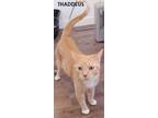 Adopt Thaddeus a Domestic Shorthair / Mixed cat in Evergreen, CO (41561167)