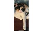 Adopt Stella a Calico or Dilute Calico Domestic Shorthair / Mixed (short coat)