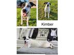 Adopt Kimber a White - with Black Cattle Dog / Mixed Breed (Medium) / Mixed dog