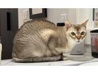 Adopt Max a Cream or Ivory Singapura / Mixed (short coat) cat in San Francisco