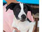 Adopt Cady a White - with Black English Pointer / Labrador Retriever / Mixed dog