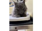 Adopt Toast a Gray or Blue Domestic Longhair / Mixed (long coat) cat in Walnut