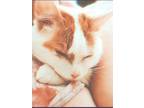 Adopt Squeeky a Orange or Red Tabby Tabby / Mixed (medium coat) cat in San