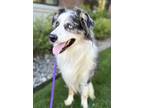 Adopt Fury a Merle Australian Shepherd / Mixed dog in Lynnwood, WA (41562974)