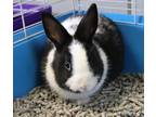 Adopt Princess a Rex / Mixed rabbit in Sioux City, IA (41561460)