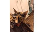Adopt Binke a Calico or Dilute Calico Calico / Mixed (short coat) cat in