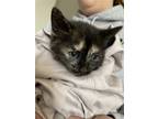 Adopt Shade a Tortoiseshell Domestic Shorthair / Mixed (short coat) cat in