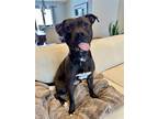 Adopt Briggs a Black American Pit Bull Terrier / American Staffordshire Terrier